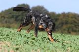 BEAUCERON 523